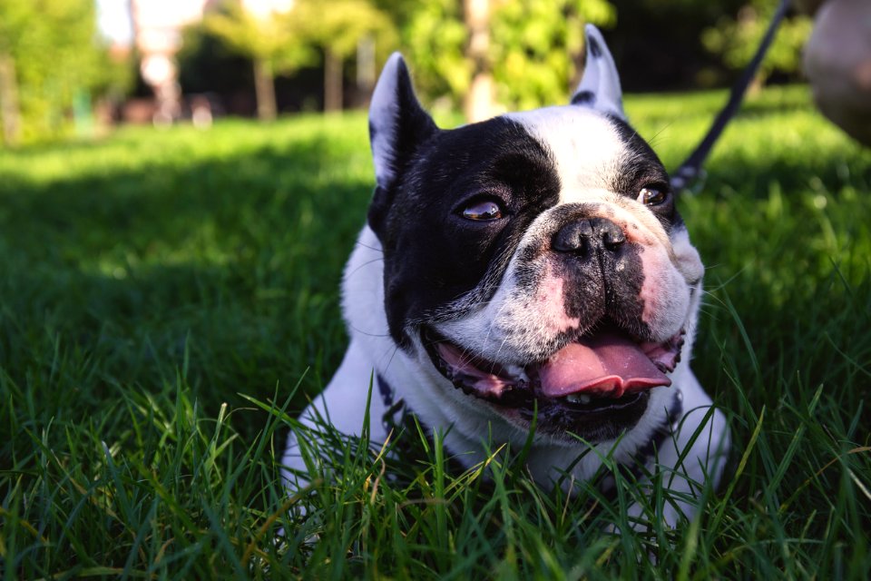 Short Coated White Dog Lying On Grass Field