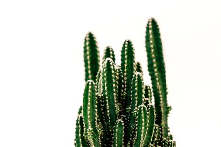 Close-Up Photography Of Cactus photo