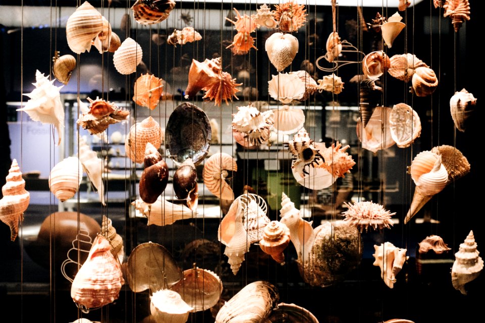 Photo Of Seashells Hanging