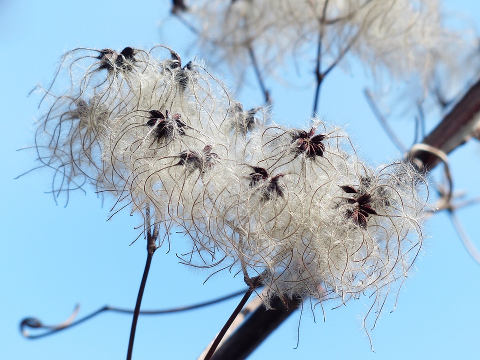 Fluffy seeds liane