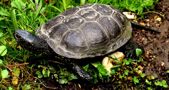 Tortoise Emydidae Turtle Terrestrial Animal