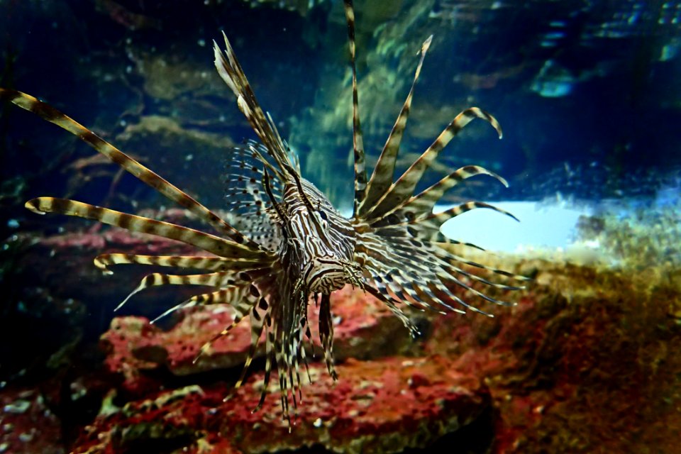 Ecosystem Lionfish Coral Reef Marine Biology