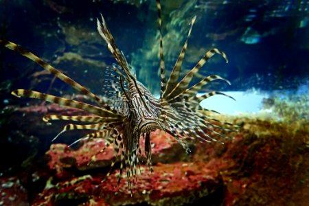 Ecosystem Lionfish Coral Reef Marine Biology photo