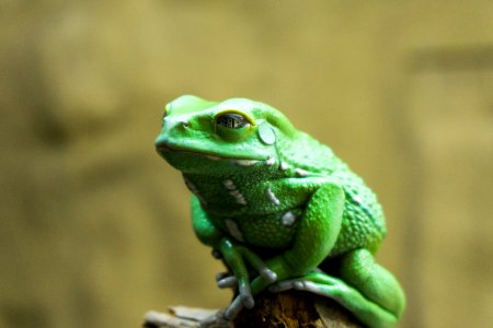Toad Ranidae Frog Amphibian photo