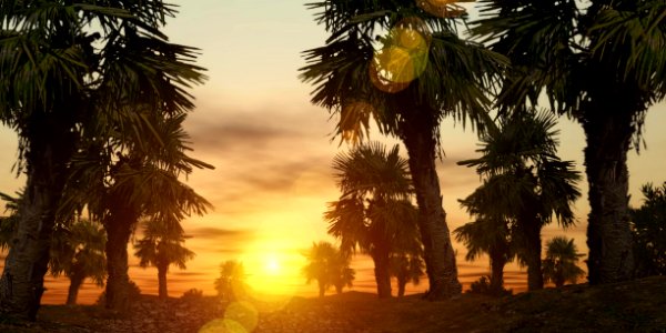 Palm Tree Arecales Vegetation Sky