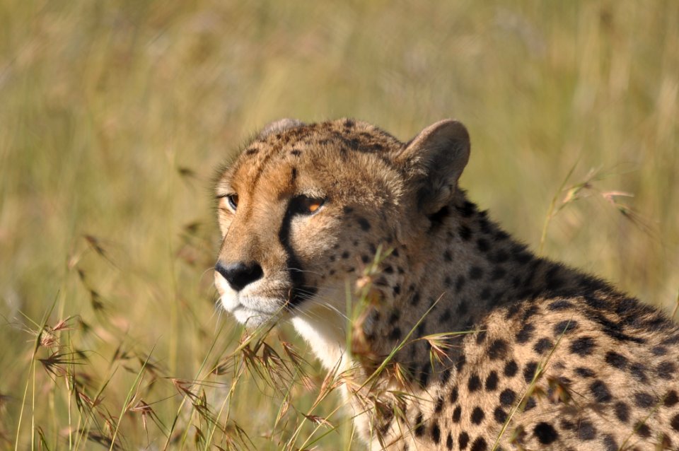 Cheetah Terrestrial Animal Wildlife Mammal