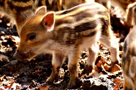 Pig Like Mammal Fauna Pig Mammal