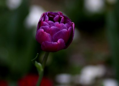 Flower Bud Plant Close Up