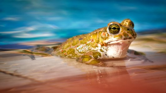 Ranidae Amphibian Frog Toad