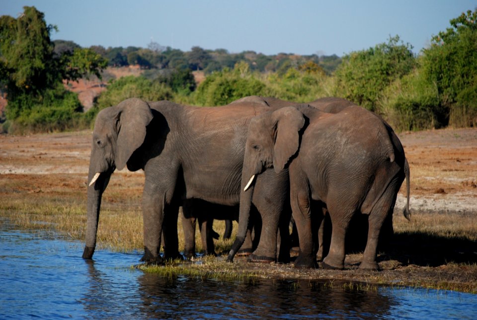 Elephant Elephants And Mammoths Wildlife Terrestrial Animal