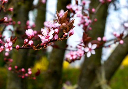 Blossom Spring Branch Pink photo