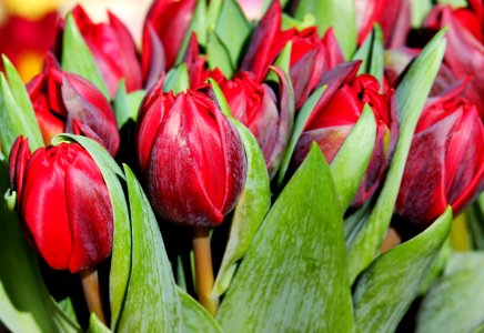 Flower Plant Flowering Plant Tulip photo