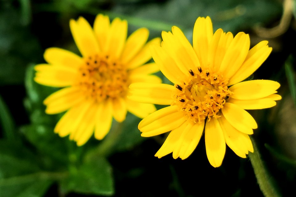 Flower Yellow Flora Daisy Family photo