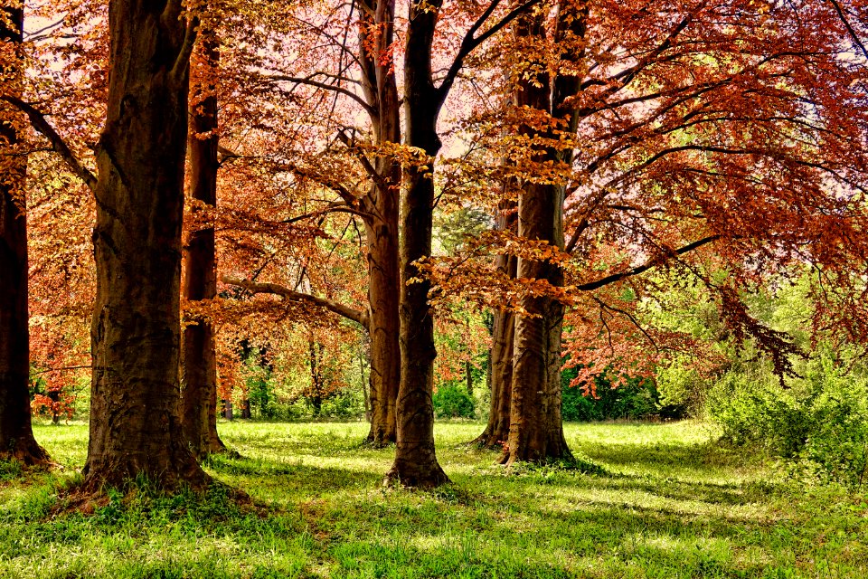Tree Nature Woodland Ecosystem
