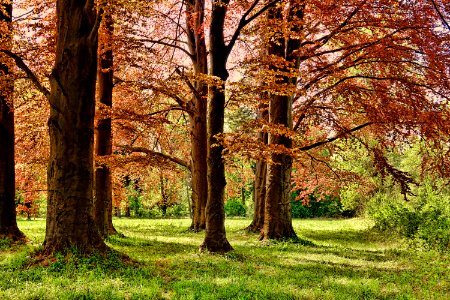 Tree Nature Woodland Ecosystem photo