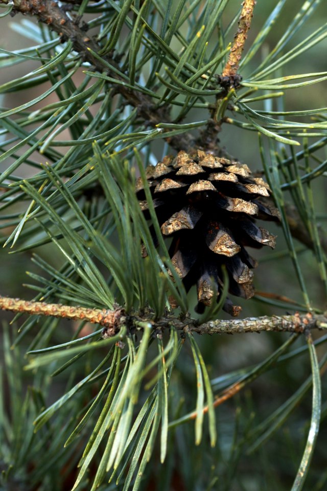 Pine Family Tree Pine Conifer photo