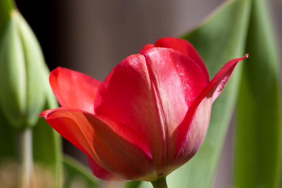 Flower Plant Tulip Flowering Plant