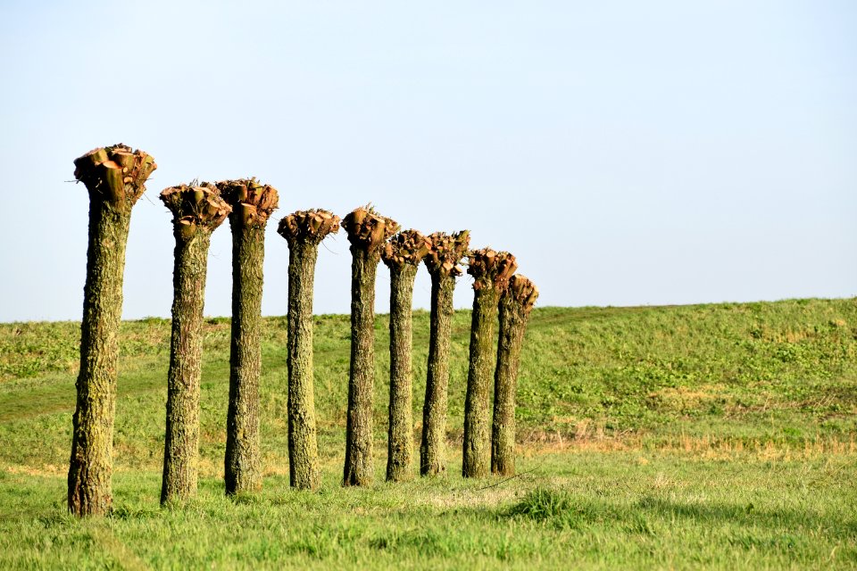 Tree Field Grass Grassland