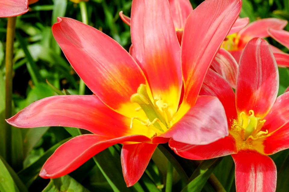 Flower Lily Plant Flora