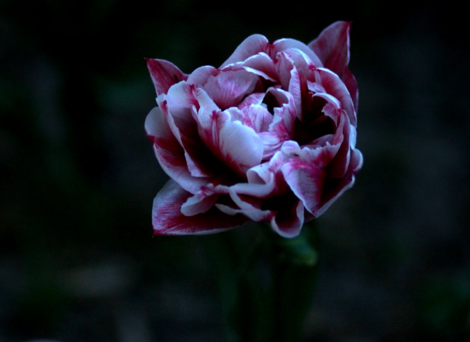 Flower Plant Flowering Plant Petal