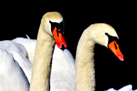 Swan Beak Water Bird Bird