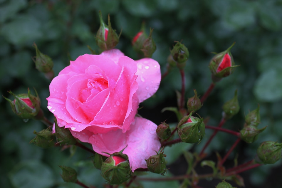 Rose rose bud plant