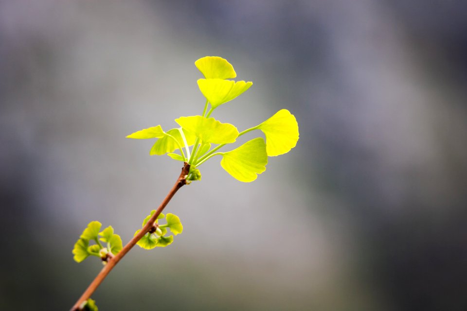Yellow Leaf Branch Flora