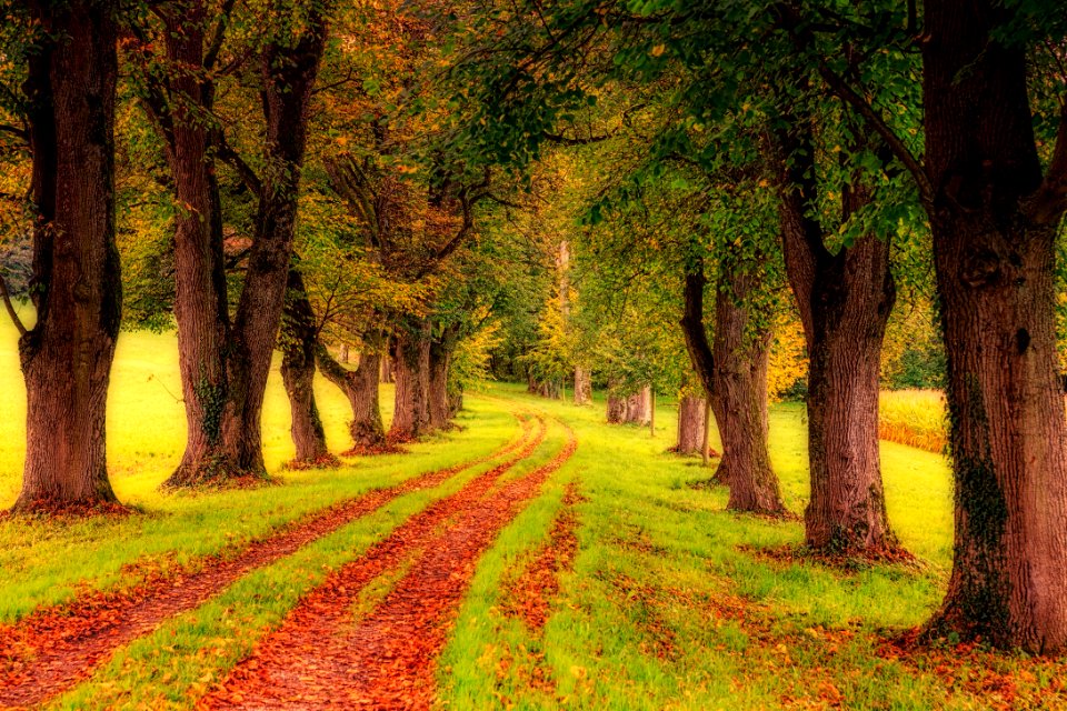 Nature Tree Woodland Path