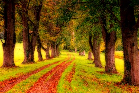 Nature Tree Woodland Path