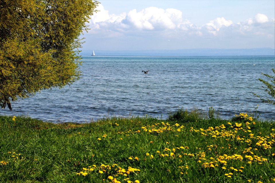 Water Flower Vegetation Shore