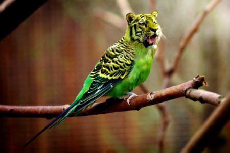 Bird Common Pet Parakeet Parakeet Parrot photo