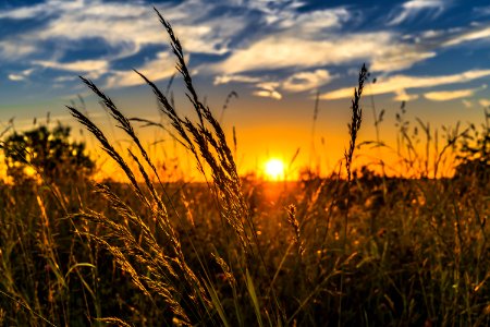 Sky Ecosystem Field Grass photo