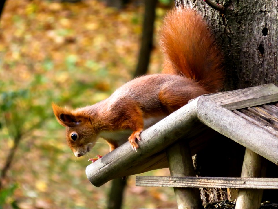 Fauna Squirrel Mammal Wildlife