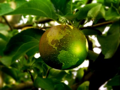 Fruit Citrus Fruit Tree Calamondin photo