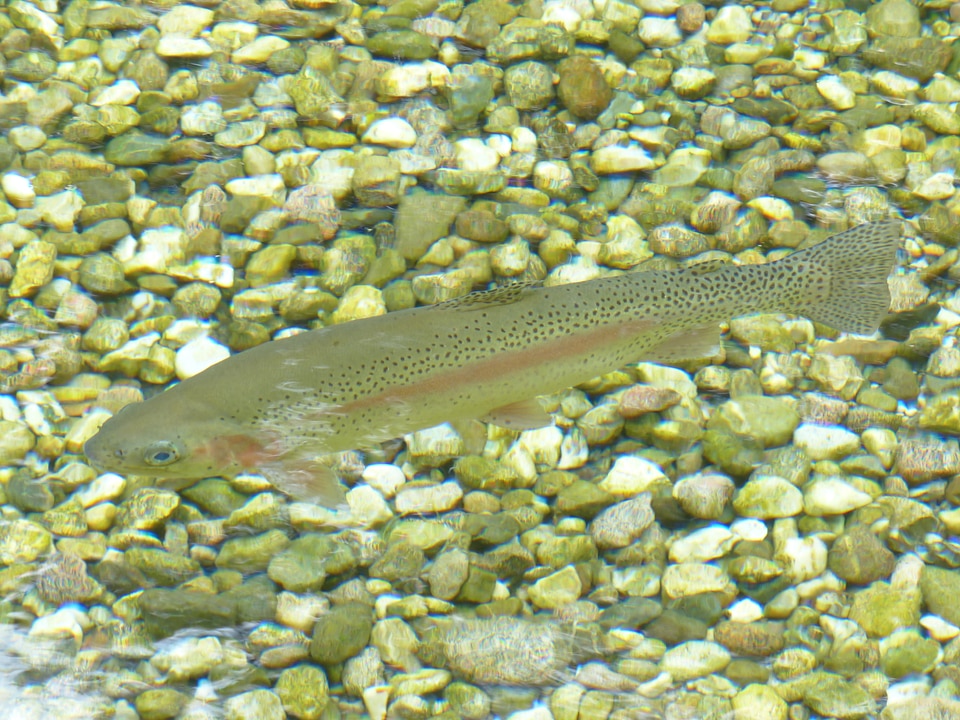 Water oncorhynchus mykiss salmo gairdneri