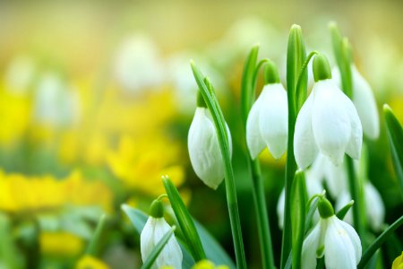 Flower White Plant Yellow