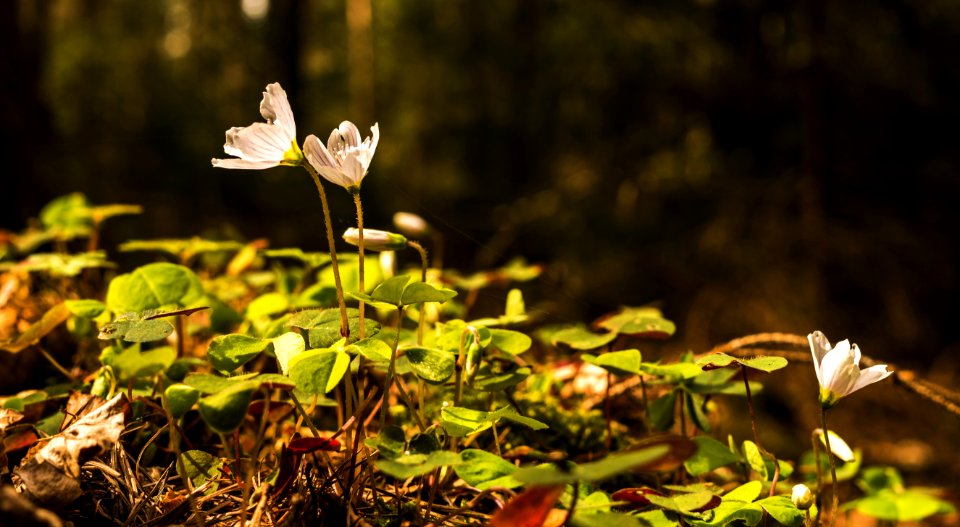 Flora Plant Leaf Vegetation photo