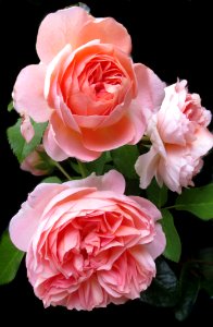 Rose Flower Rose Family Garden Roses