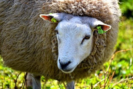 Sheep Cow Goat Family Horn Snout photo