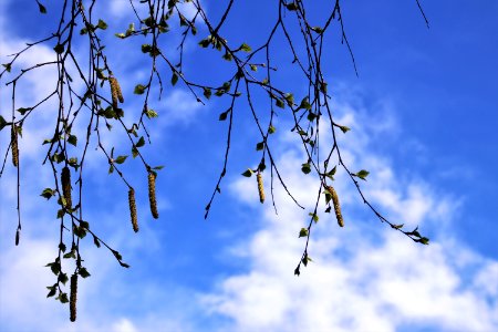 Sky Branch Tree Leaf photo