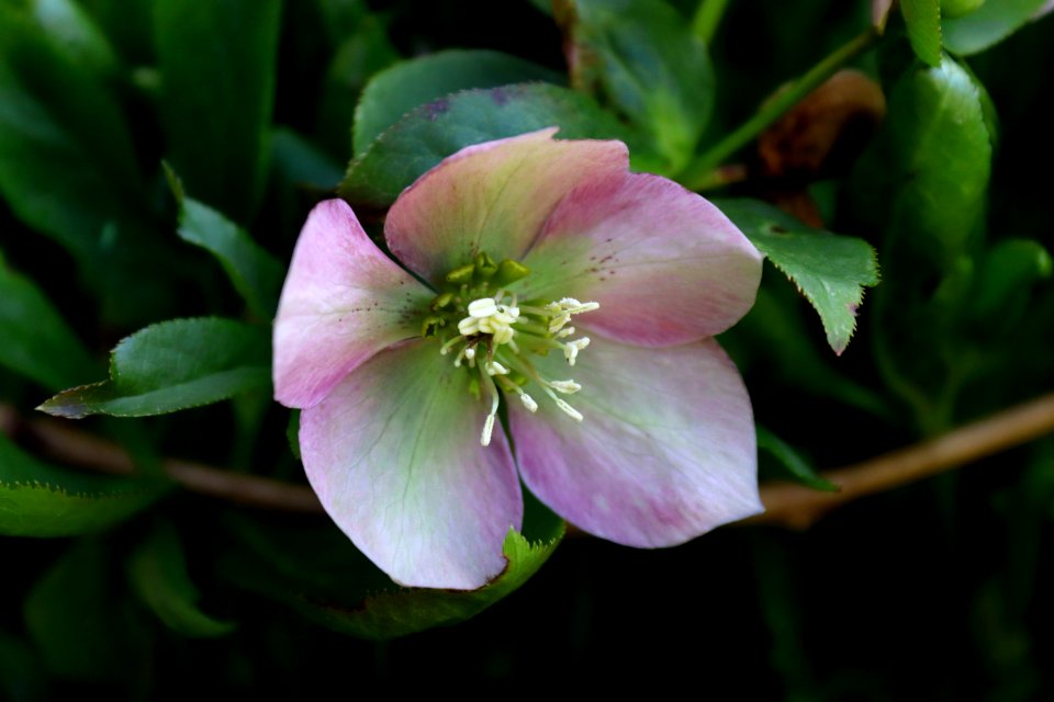 Flower Plant Flora Wildflower