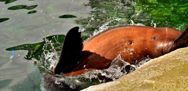 Water Fauna Marine Mammal Seals photo