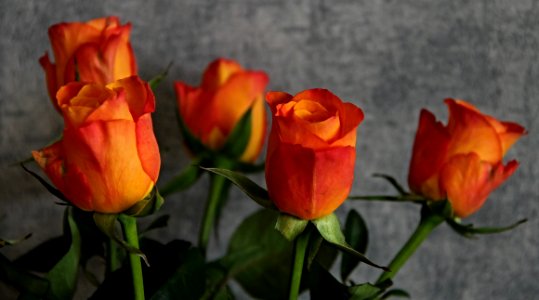 Flower Rose Family Plant Flowering Plant
