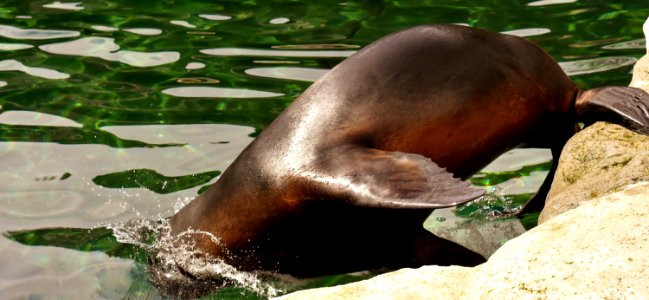 Fauna Seals Mammal Terrestrial Animal photo