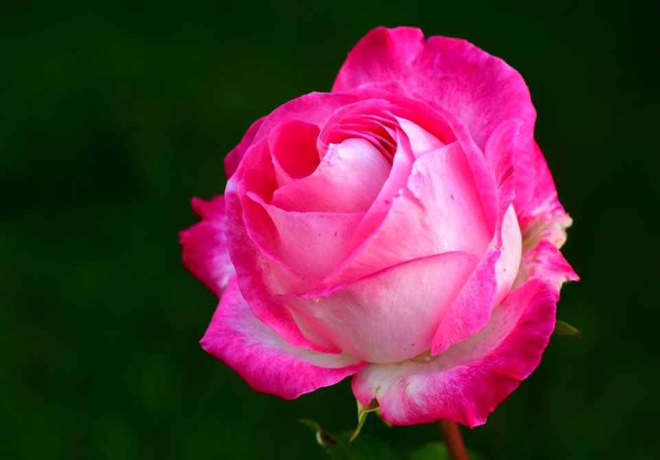 Flower Rose Rose Family Pink