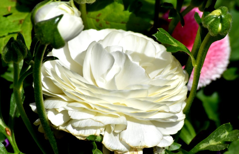 Flower White Plant Rose Family