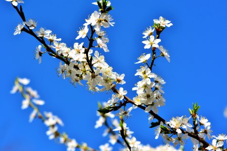 Blossom Branch Sky Spring