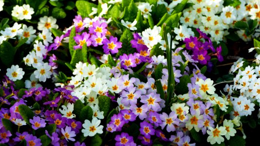 Flower Plant Flowering Plant Primula photo