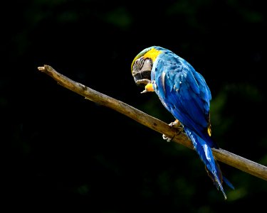 Bird Parrot Macaw Parakeet photo