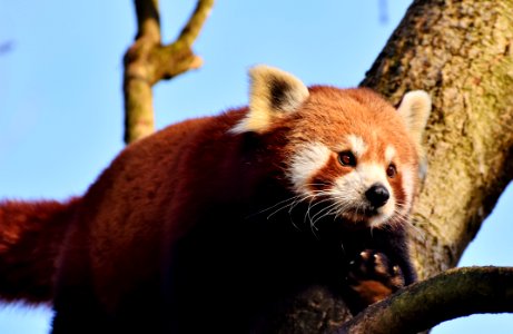 Red Panda Mammal Fauna Wildlife